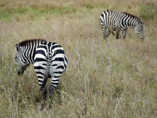 Zebras grazing on dry grass african savanna