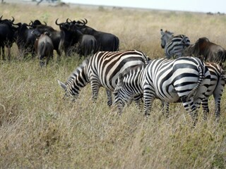 Group of zebras grazing on dry grass with wildebeests in background