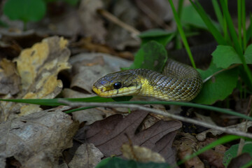 snake in the grass at Ataturk arboretum, istanbul