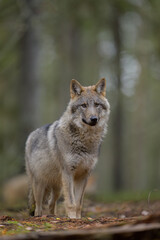 Young grey wolf (Canis lupus) in forest