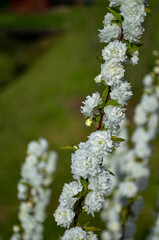white blossom in spring at  Ataturk arboretum, istanbul