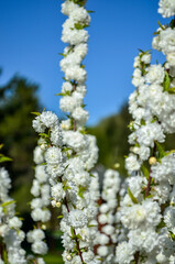 white cherry blossom in the spring