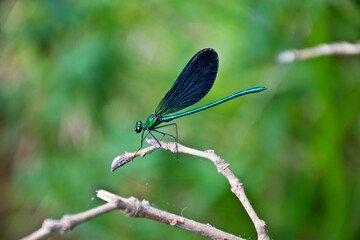 blue dragonfly on a green leaf
