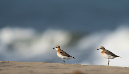 Lesser sand plover on the beach