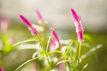 Ruby Parfait Celosia Seed stock photo