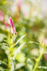 Ruby Parfait Celosia Seed stock photo