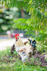 Image of a male rooster crested