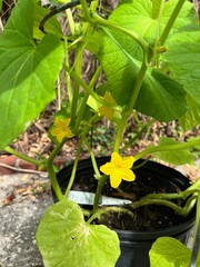 cucumber flower