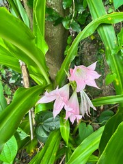 Fototapeta premium tropical flower