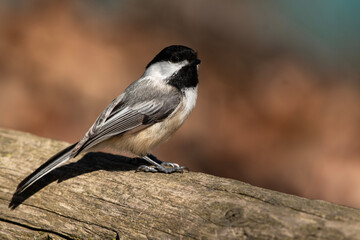Black-capped chickadee