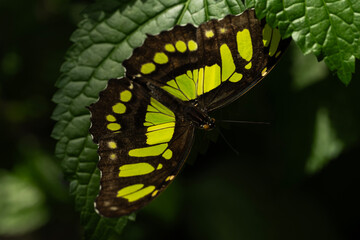 Malachite Butterfly on a leaf