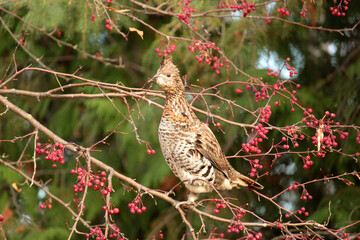A Ruffed Grouse Enjoys Crab Apples  on a Fall Day