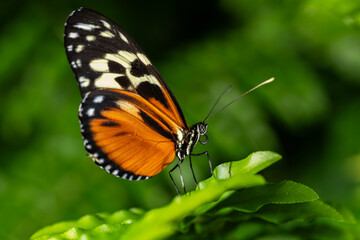 Tiger Longwing Butterfly
