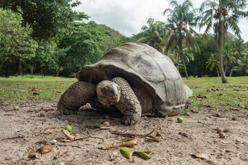 Aldabra giant tortoise on Curieuse Island, Seychelles