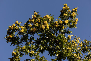 Chestnuts ripen on a American chestnut (Castanea dentata) tree in Oak Glen, California, USA.