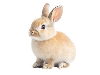 Cute Fluffy Bunny Rabbit Sitting Easter Pet Animal Adorable