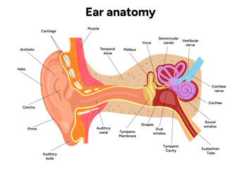 Inner Ear structure and function anatomy. Human ear vestibular system
