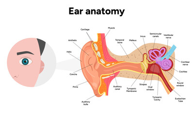 Obraz premium Inner Ear structure and function anatomy. Human ear vestibular system