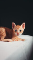 orange kitty
