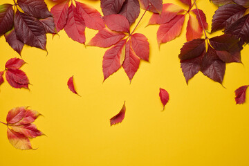 Fototapeta premium Red leaf of Parthenocissus quinquefolia bush on yellow background, top view