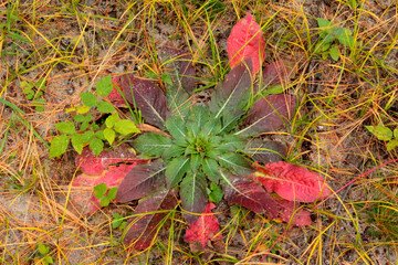 Common Teasel Turning  a Vibrant Pink and Purple  in  Autumn