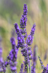close up of lavender flowers