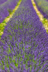 Obraz premium close up of lavender flowers