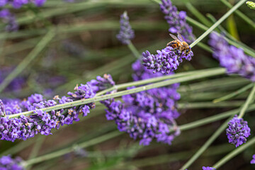 lavender flowers close up