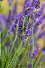 lavender flowers in the field