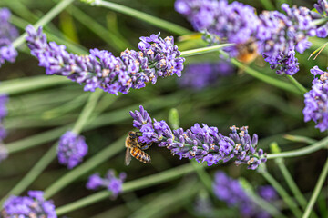 lavender flowers isolated on white background