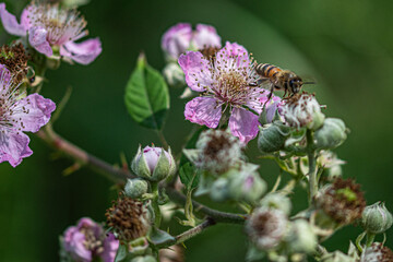 bee on a flower