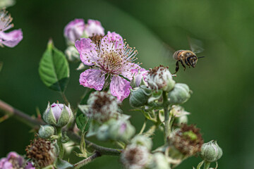 bee on a flower