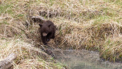Cute Black Bear Cub in Springtime in Yellowstone National Park Wyoming © natureguy