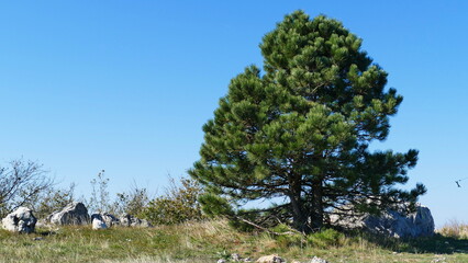 Fototapeta premium pine tree in the mountains