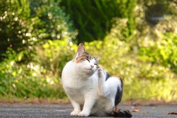 後ろ足で顔を掻く三毛猫