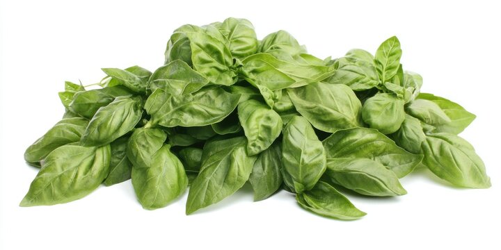 Vibrant Basil Leaves Assortment for Healthy Cooking and Garnishing