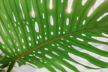 Close-up of a large philodendron leaf  © Katarzyna Ledwoń