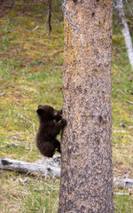 Cute Black Bear Cub in Springtime in Yellowstone National Park Wyoming