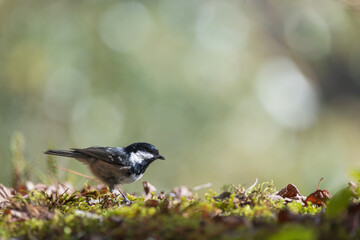 Bird in autumn, resting on the ground with moss and leaves
