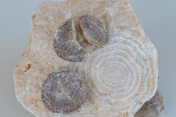 Nummulitis Divide from above and horizontal