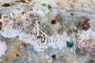 Natural stone texture with fossil traces like moss coral.