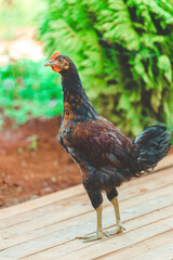 Tropical Island Chicken Animal Portrait in Cuba