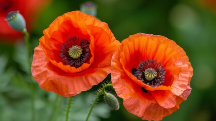 red poppy flower