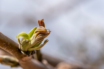 A small green walnut bud on a tree branch
