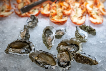 Fresh oysters on ice at a buffet, cooked lobster halves in background