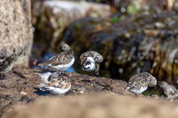 Close up of ruddy turnstones (arenaria interpres) on a rock