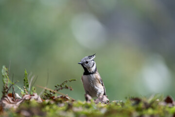 crested tit (Parus cristatus) resting on old mossy stone wall