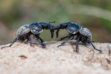 Two bugs are fighting on a rock