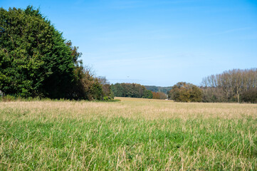 Obraz premium Grass fields and trees at the Flemish countryside between Dilbeek and Sint Pieters Leeuw, Brabant, Belgium