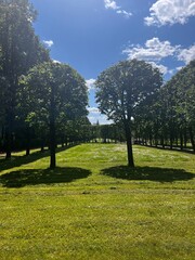 trees in the park